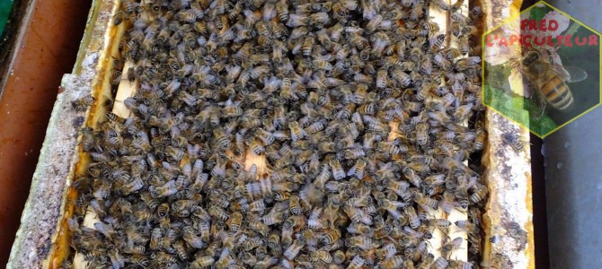Vente de colonies d’abeilles Buckfast (frère Adam) 2021 Vente de colonies d’abeilles Buckfast (frère Adam) 2021