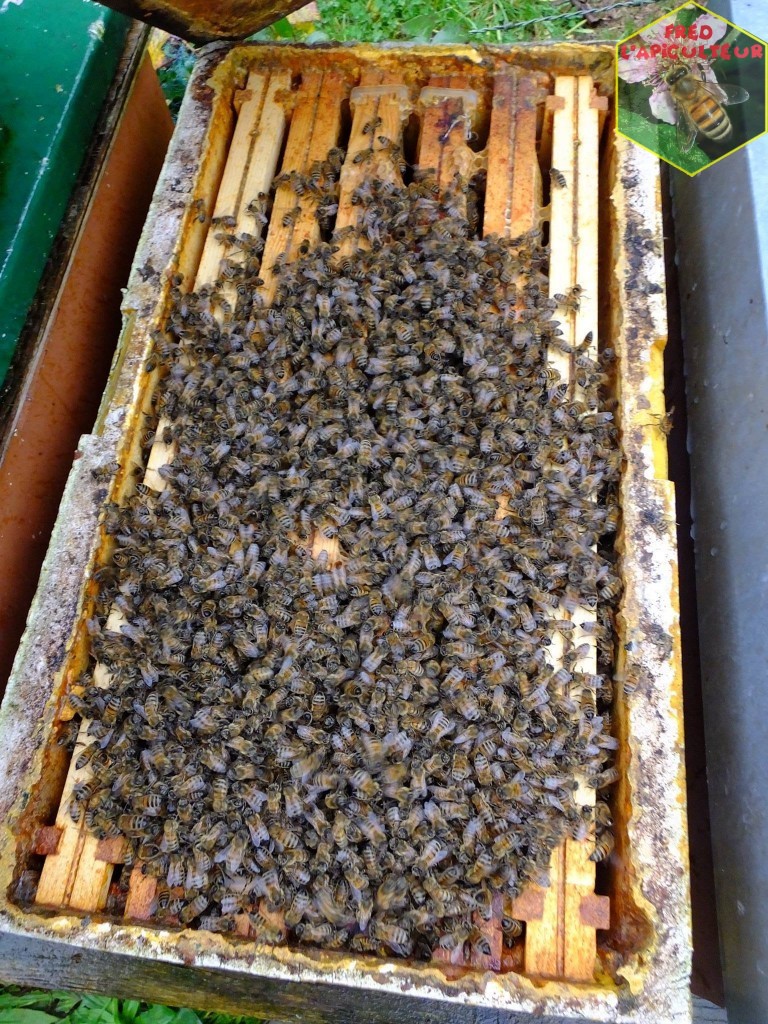 essaim abeilles Buckfast à vendre