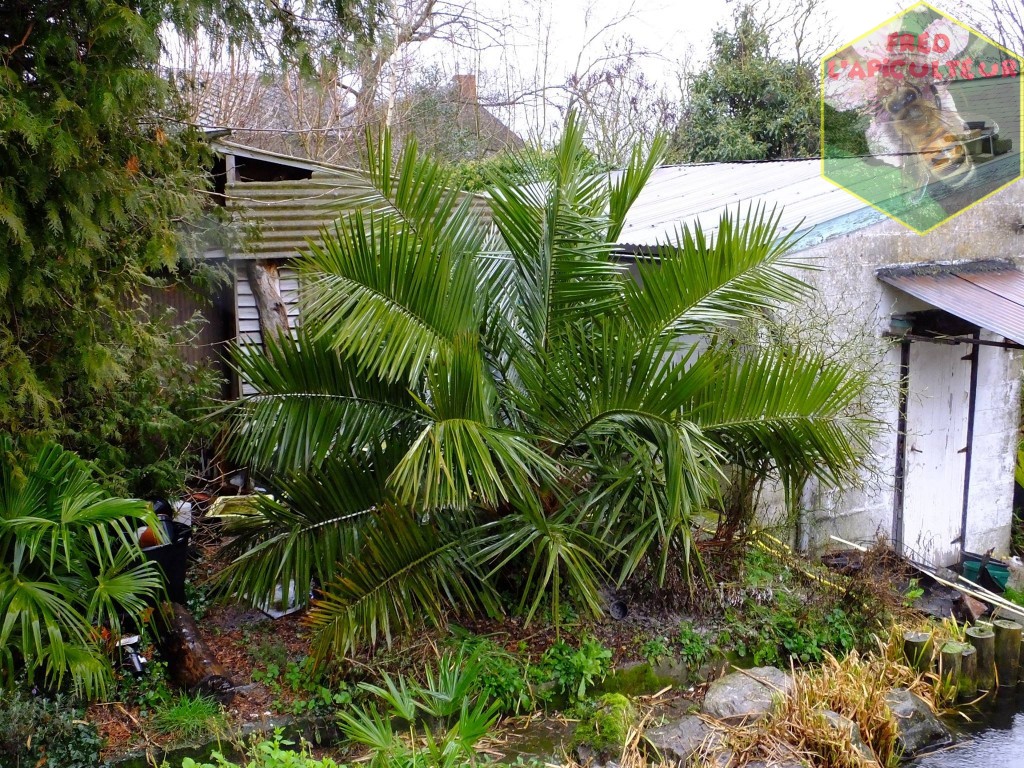 Jubaea palmier Chili résistant froid belgique