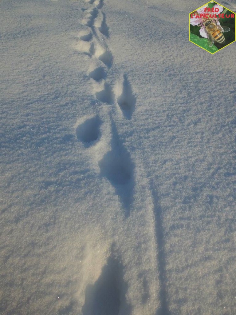 traces renard neige
