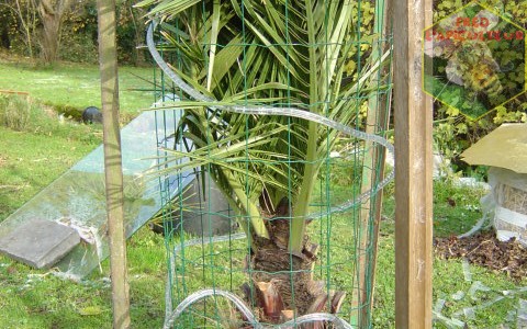 Protection hivernale des plantes frileuses (exotiques et palmiers)