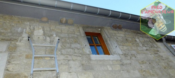 Remise en place des nichoirs à hirondelles de fenêtre