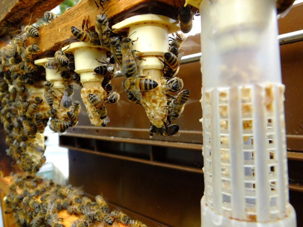 élevage reine abeille bigoudis