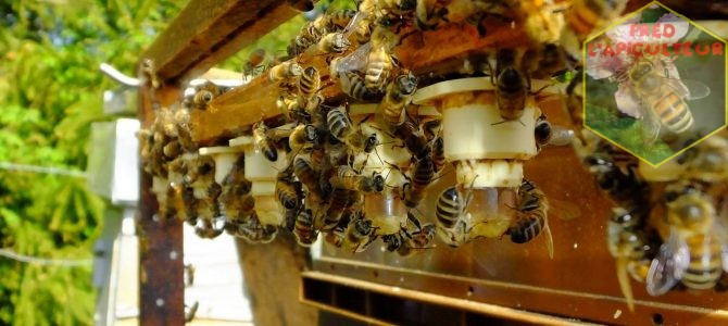 Début de l’élevage de reines au rucher