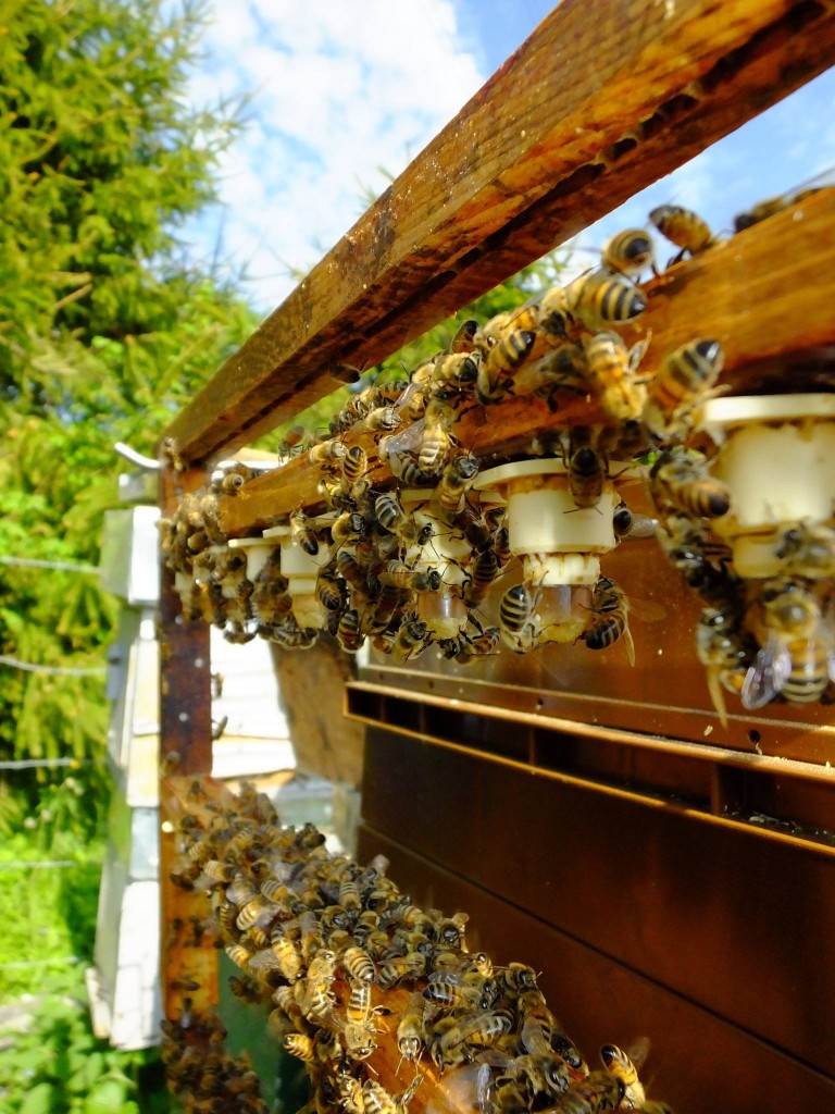 picking-greffage-reine-abeille