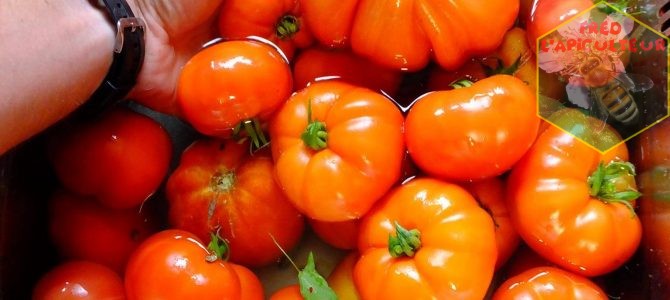 Semis, repiquage et culture de la tomate