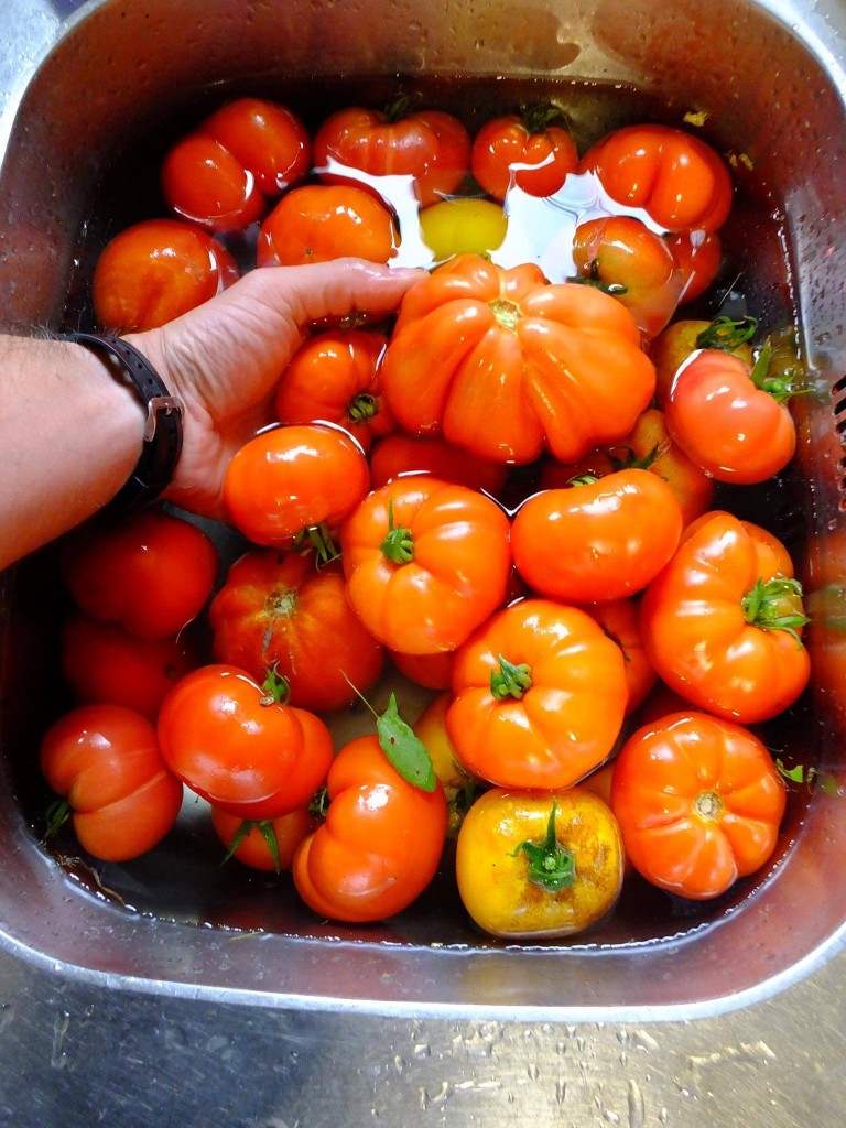 belle récolte de tomates en Belgique