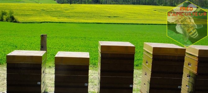 Travaux d’aménagement au rucher (fin) et miellée de colza
