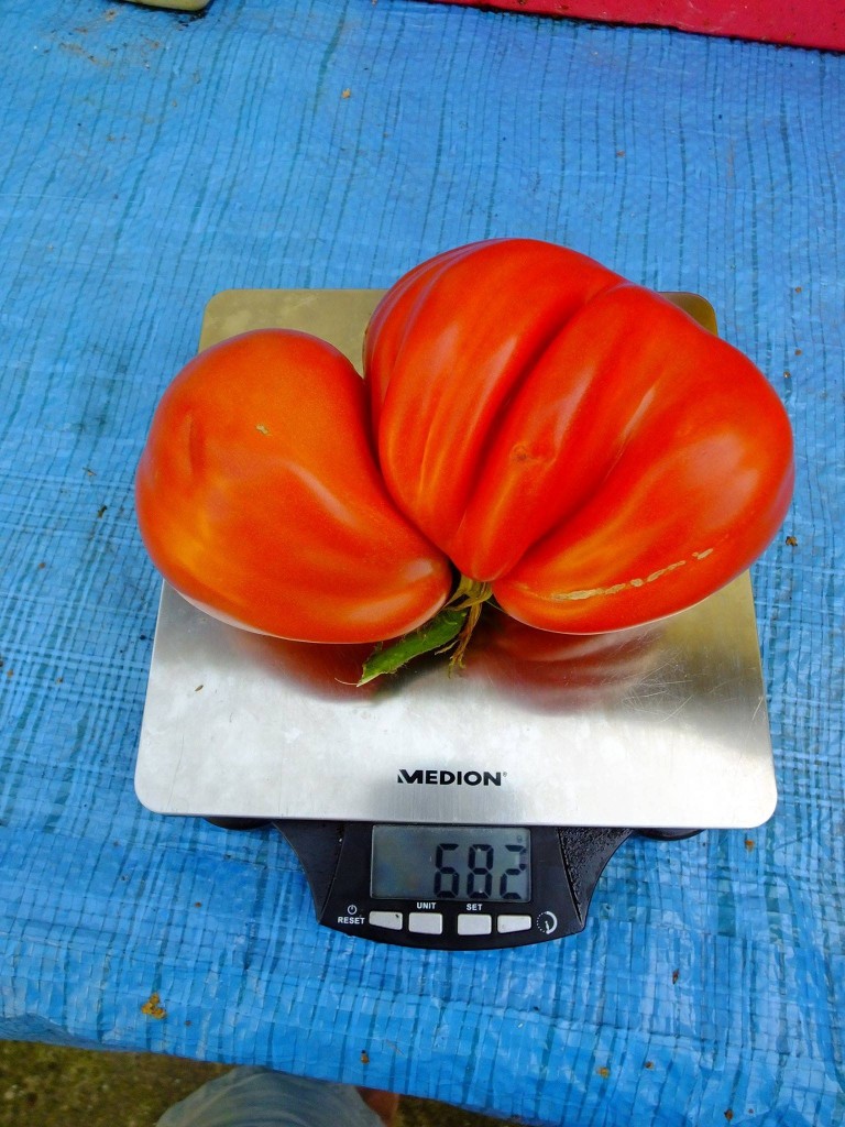 énorme tomate coeur de boeuf