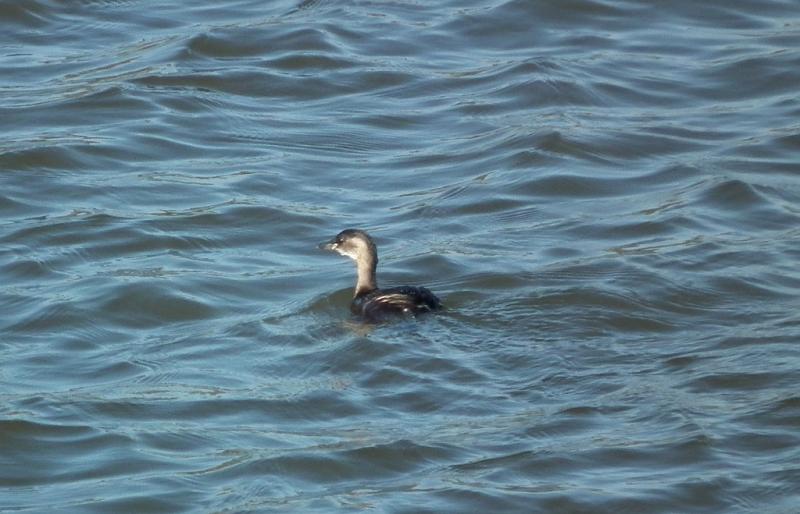grebe-castagneux