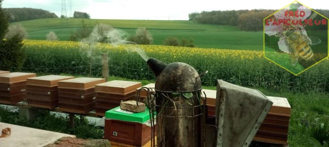 Nouvelles du rucher, miellée et météo…..