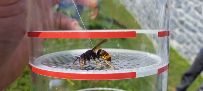 Frelon asiatique: première attaque de rucher en Belgique…