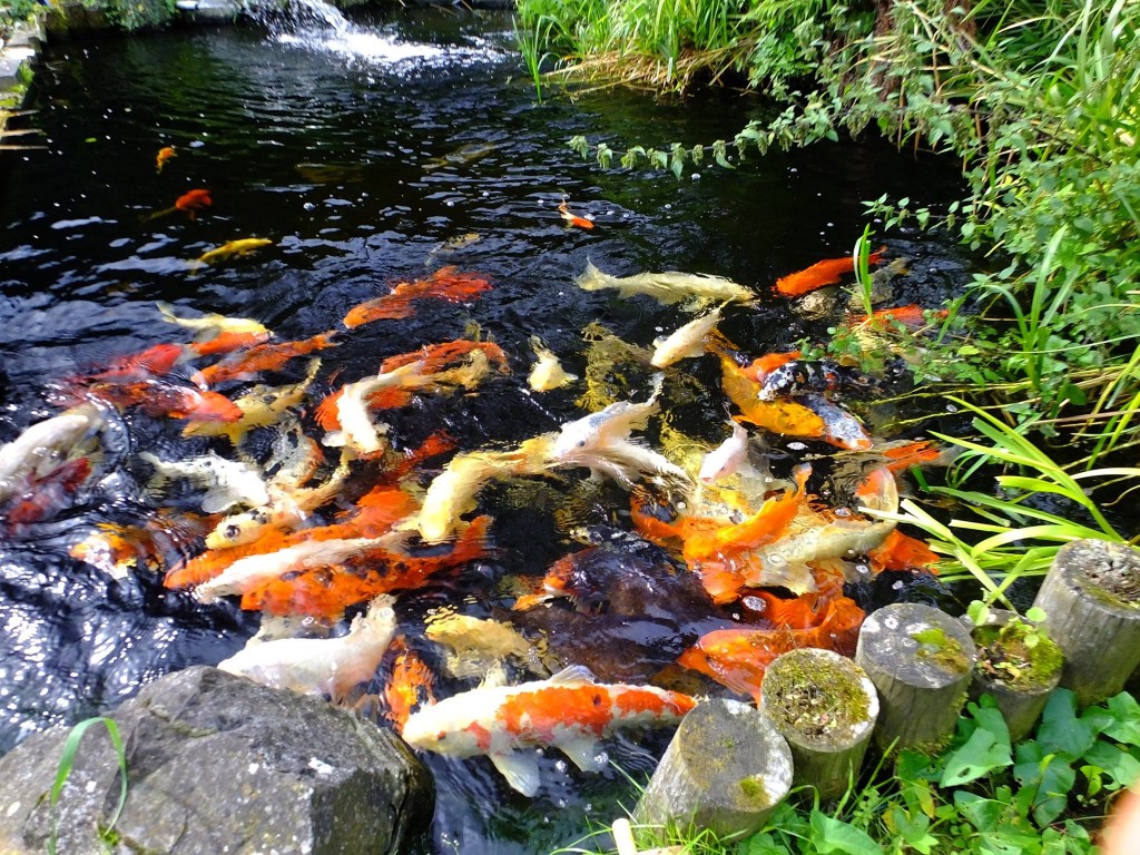 Mon jardin aquatique