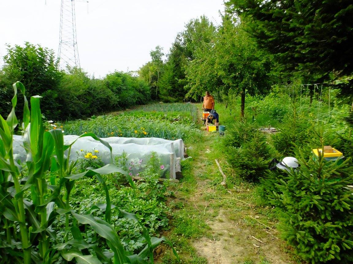 Potager 2015