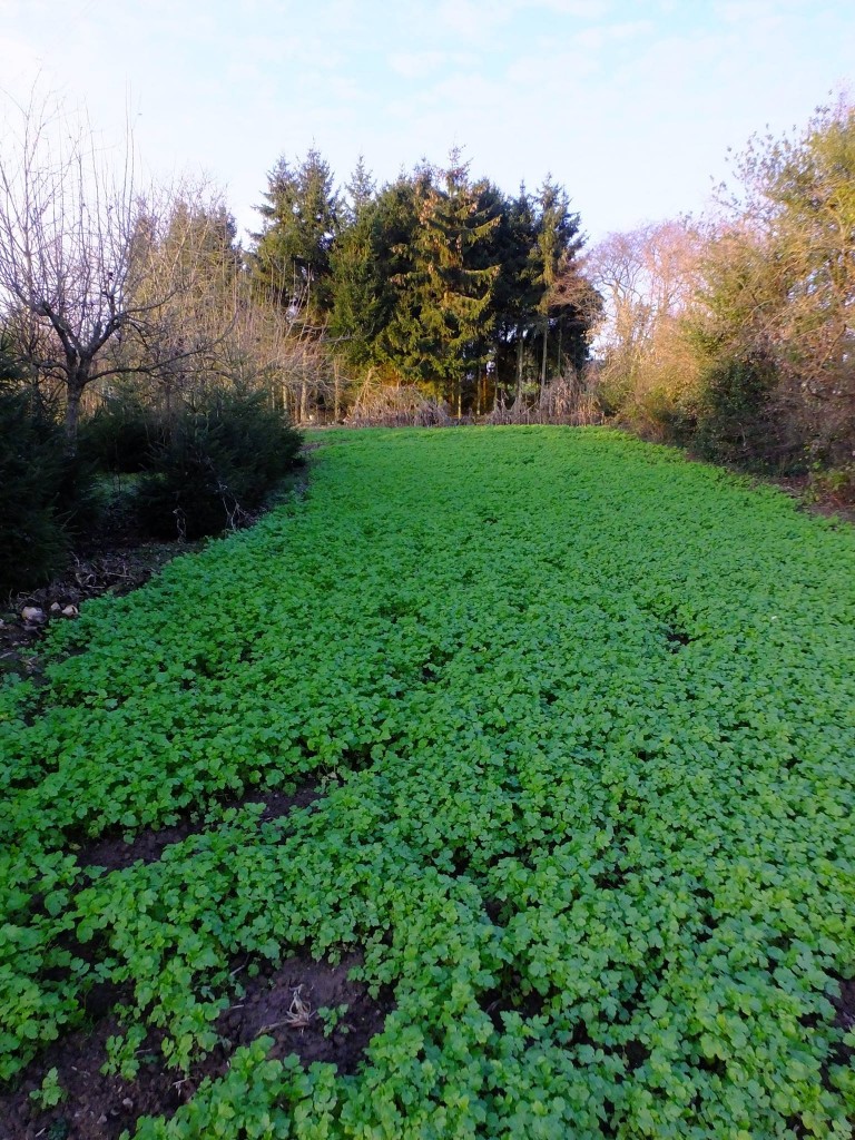 Semis des couverts hivernaux 2015 (moutarde blanche)
