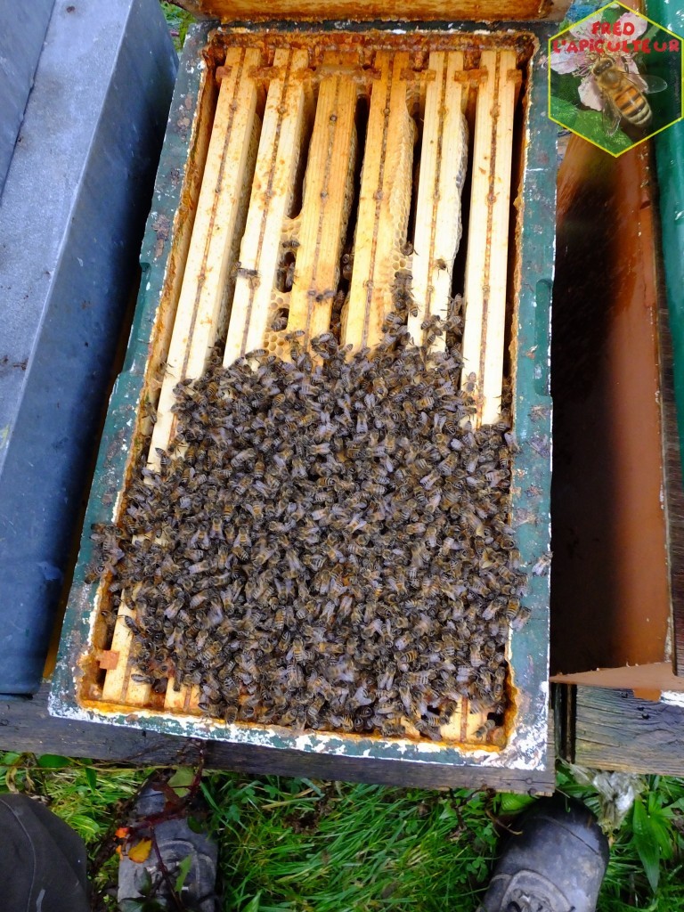 traitement varroa acide oxalique résultats apiculture abeille