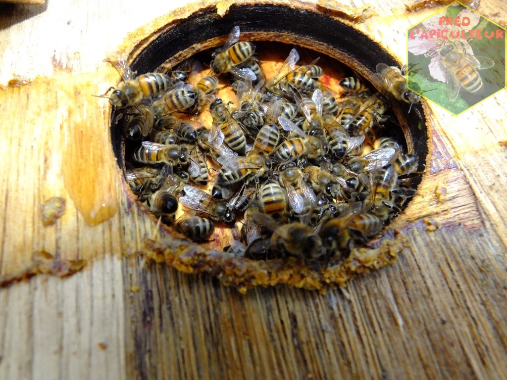 abeille apiculture population hiver