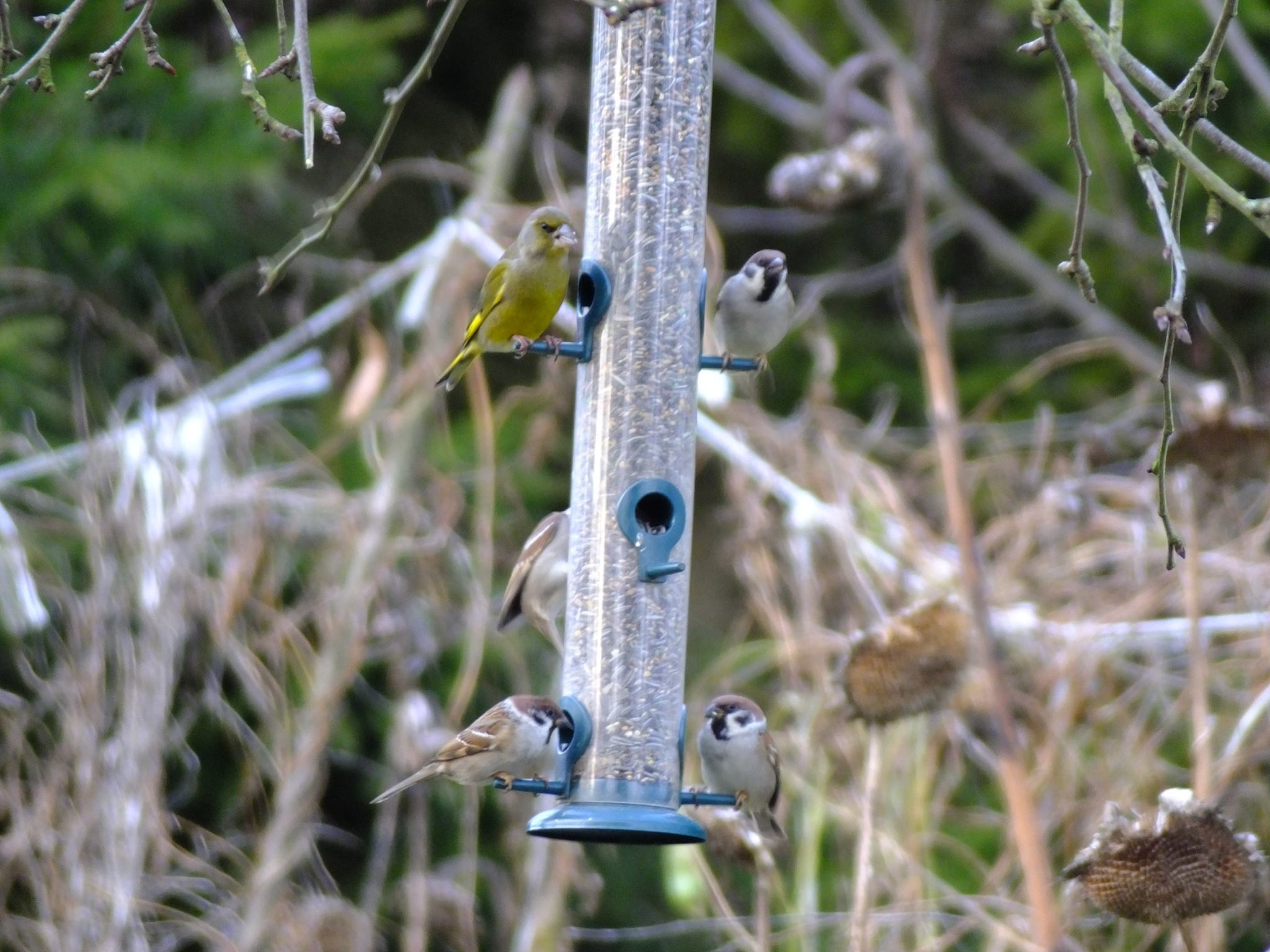 Nourrissage des oiseaux au rucher