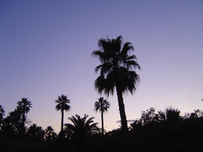 Camping «&nbsp;La Baume-la Palmeraie&nbsp;»-Côte d&rsquo;azur-septembre 2008
