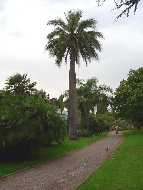 Le Parc Municipal Olbius Riquier à Hyères-les-palmiers (Var-2008)