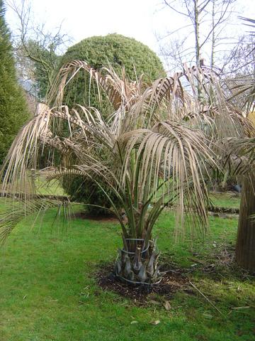 Bilan de l&rsquo;hiver 2008-2009 et jardin saison 2009