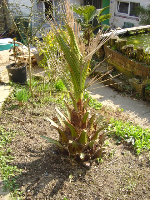 Jubaea palmier Chili résistant froid dégât froid