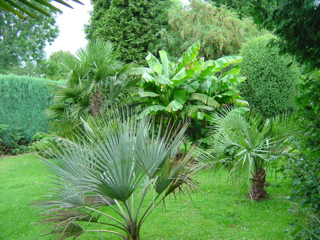 Mon jardin en 2007