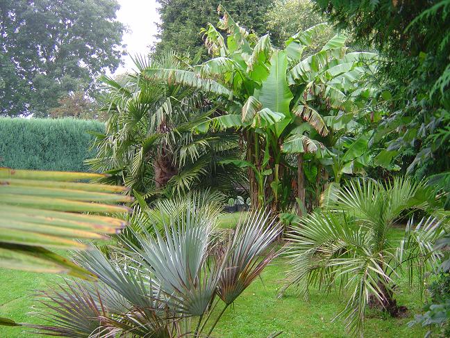 Mon jardin en 2008