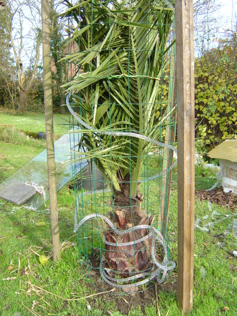 Protection hivernale des plantes frileuses (exotiques et palmiers)