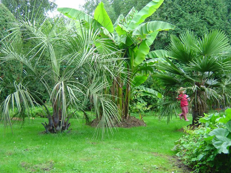 Mon jardin en 2006