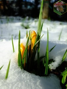 crocus sous la neige