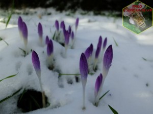 Crocus sous la neige