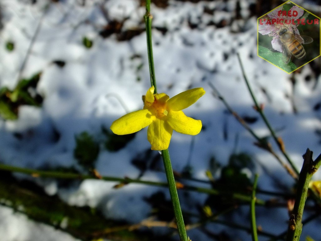Jasmin d'hiver en fleur sous la neige
