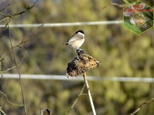 mésange nonette