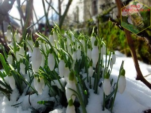 Perces-neige qui portent bien leur nom!