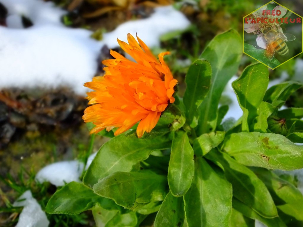 fleur de soucis sous la neige de février