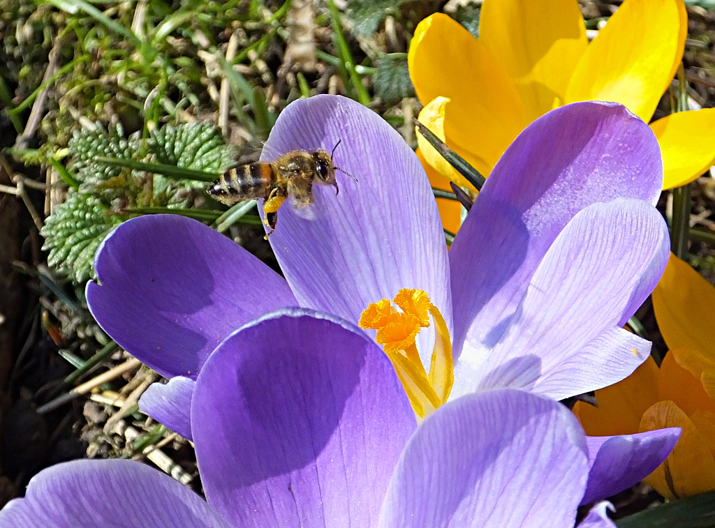 abeille sur crocus
