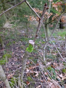 greffe fente de cerisier sur merisier
