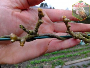 kiwi actinidia bourgeons