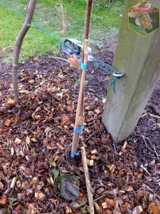 kiwi actinidia plantation plant mâle