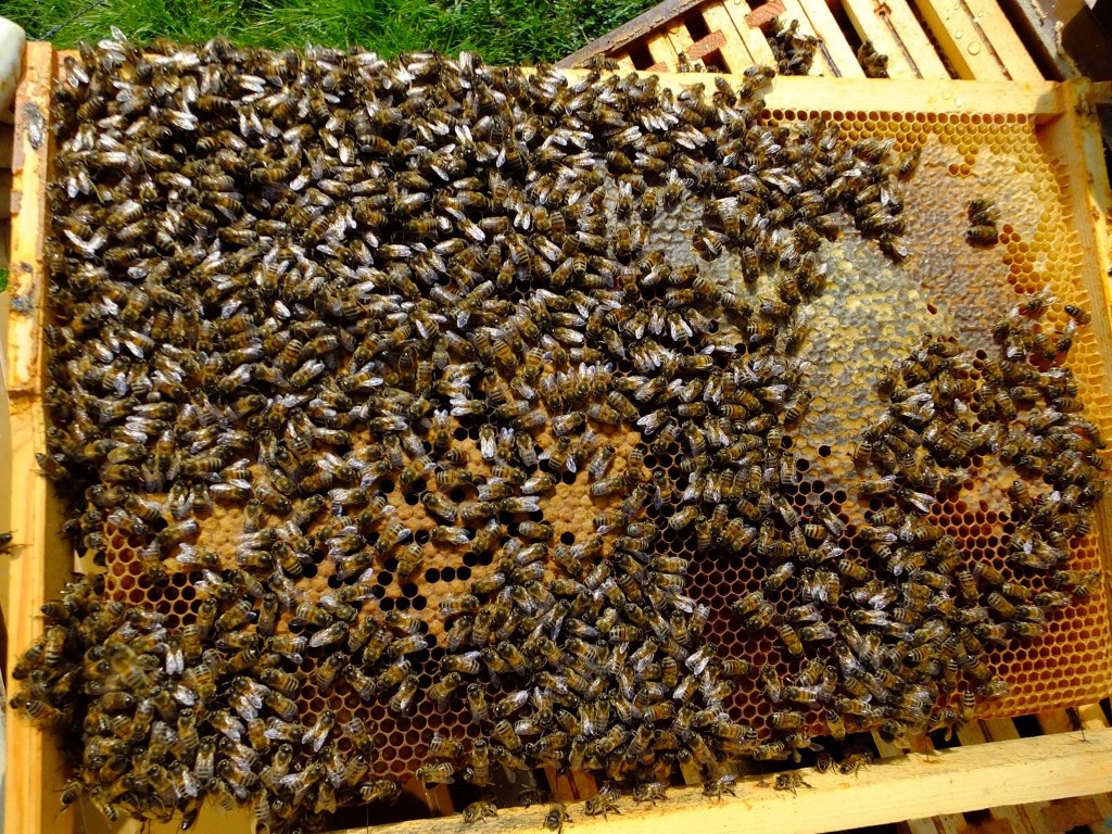 visite printemps ruche abeille