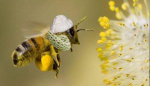 abeille-echarpe-bonnet