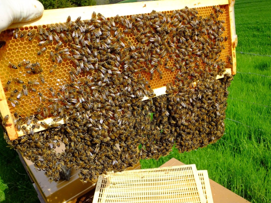 abeille ruche cadre mâles