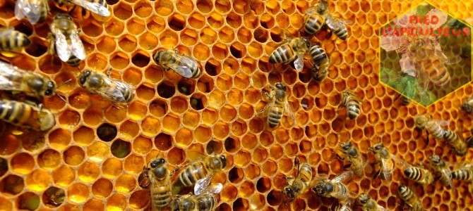 Premières grosses rentrées dans les ruches!