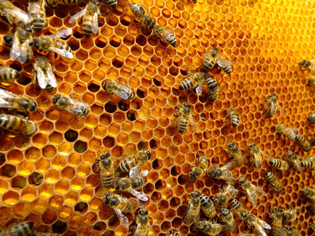 abeille ruche pollen saule