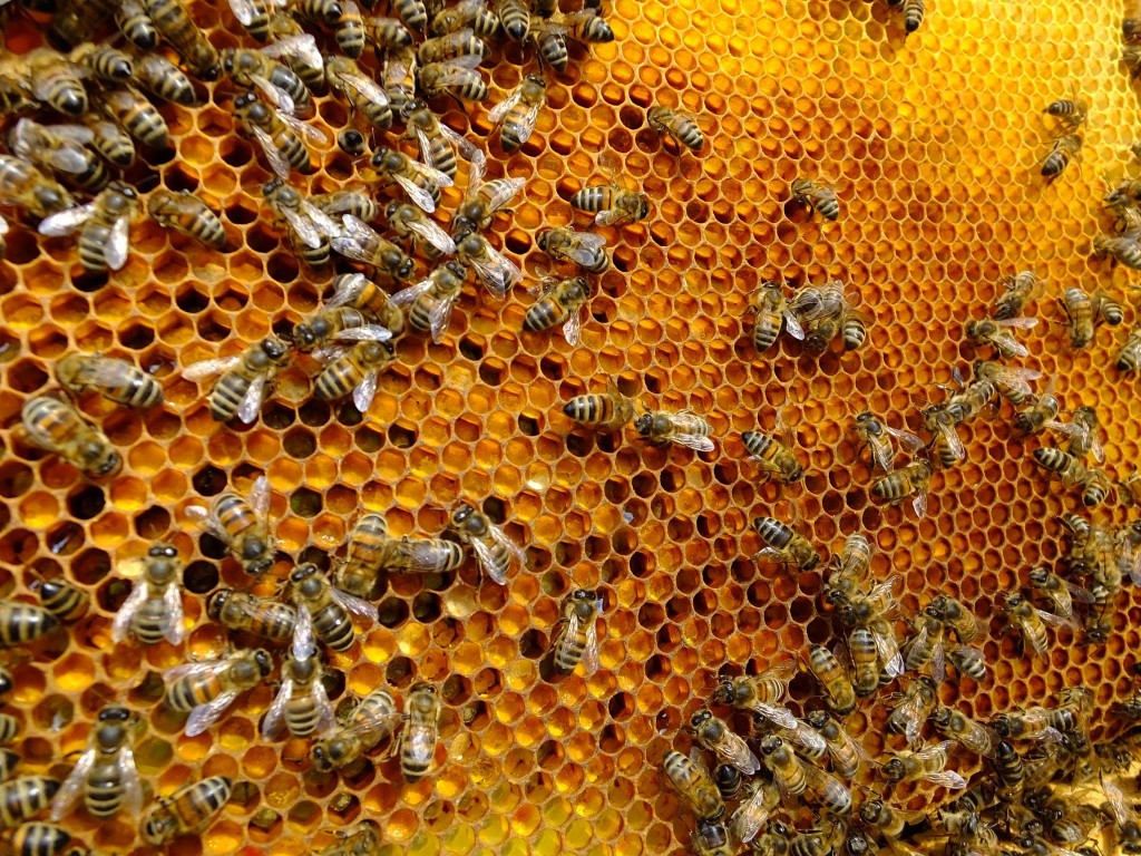abeille ruche pollen saule