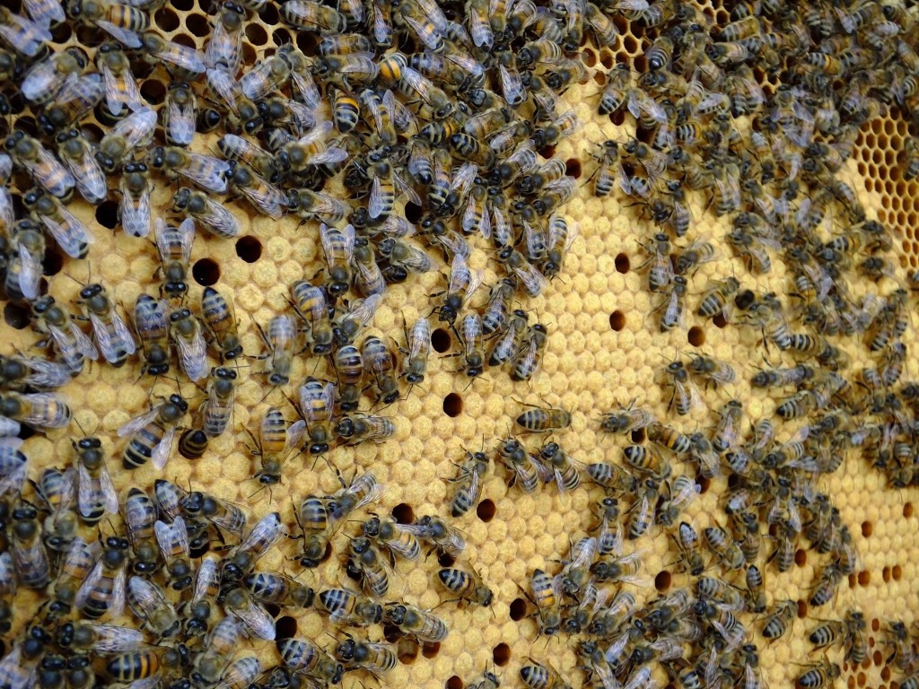 cadre couvain abeilles