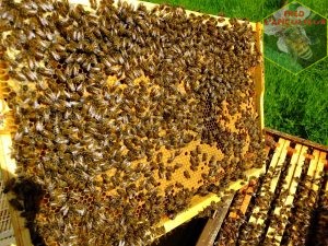 cadre couvain abeilles