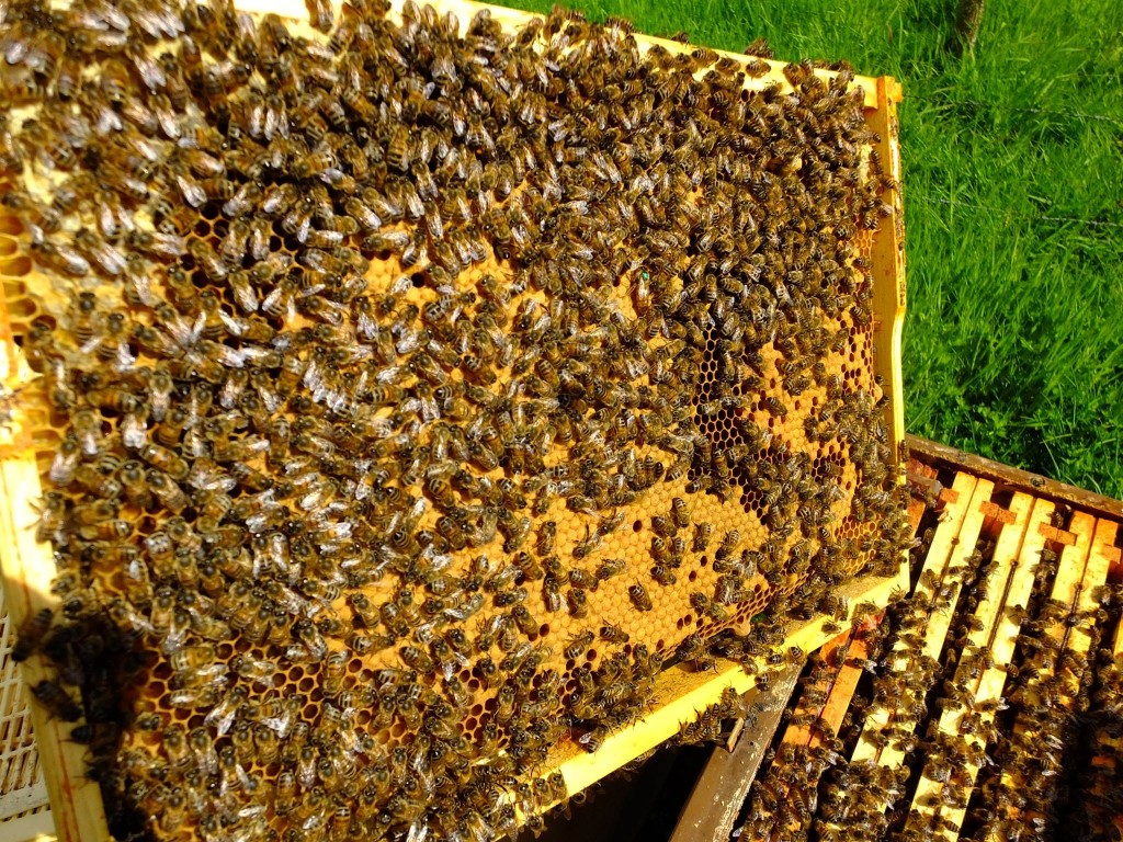 cadre couvain abeilles