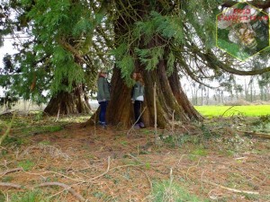 sequoia parc mary rond-chene esneux